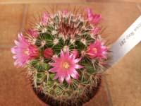 Mammillaria centraliplumosa Rep. 291