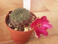 Sulcorebutia rauschii