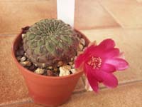 Sulcorebutia rauschii