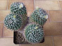 Mammillaria confusa