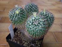 Mammillaria confusa