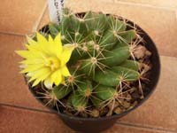 Mammillaria longimamma