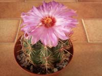 Thelocactus bicolor