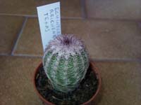 Echinocereus reichenbachii