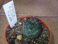 Rebutia eistenii MN100