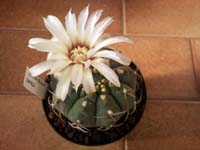 Gymnocalycium vatteri