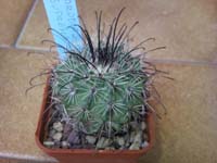 Parodia suprema