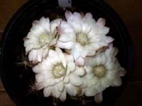 Gymnocalycium damsii