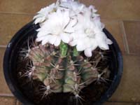 Gymnocalycium damsii