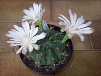 Gymnocalycium damsii