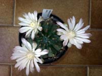 Gymnocalycium damsii