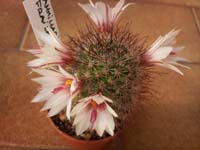 Mammillaria fraileana