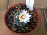 Turbinicarpus schmiedickeanus