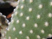 Opuntia microdasys var. albispina