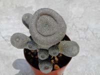 Rebutia heliosa