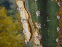 Cereus peruvianus