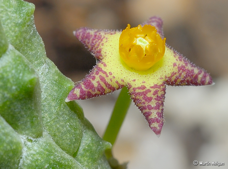 Notechidnopsis tessellata