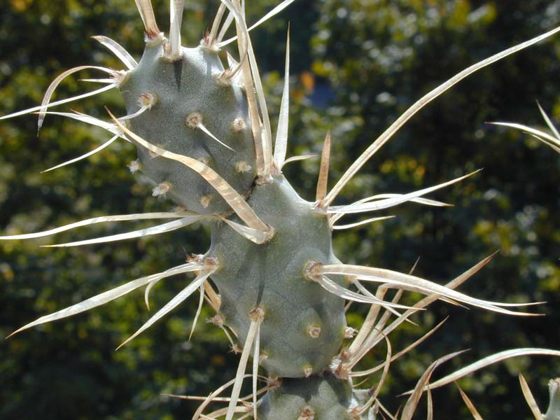 Opuntia articulata var. papyracantha