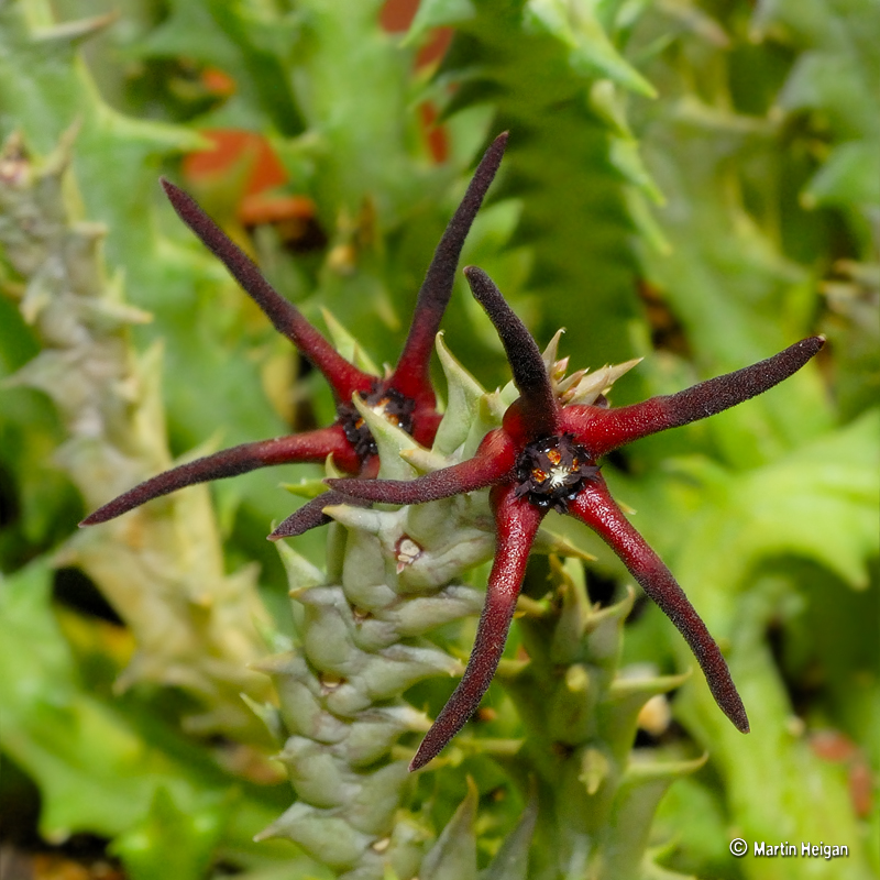 Orbea baldratii ssp. baldratii