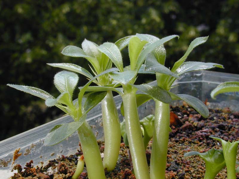 Pachypodium saundersii