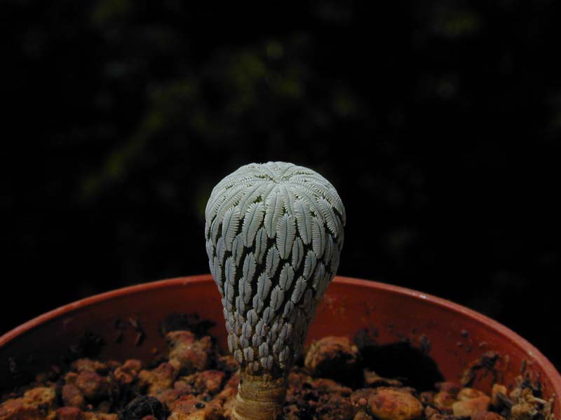 Pelecyphora aselliformis