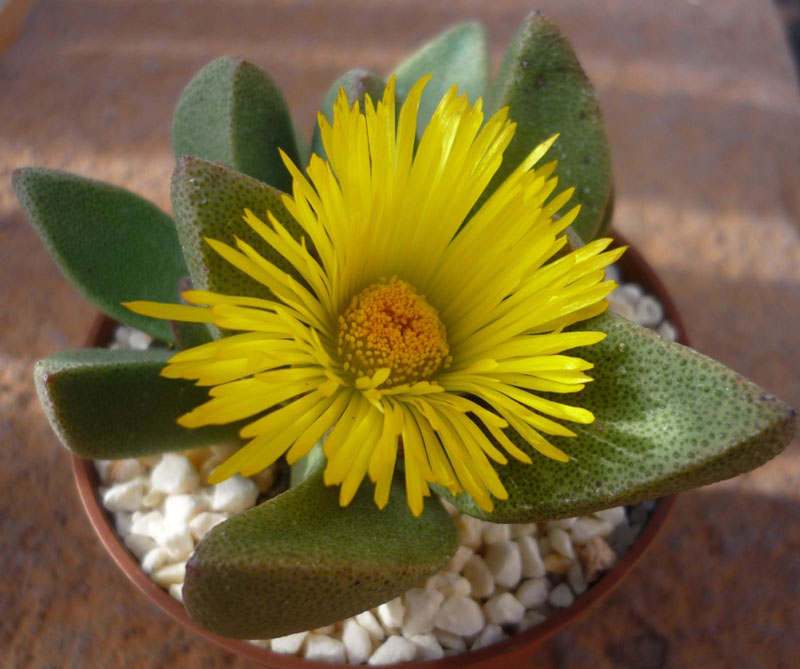 Pleiospilos bolusii