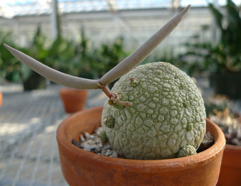 Pseudolithos migiurtinus