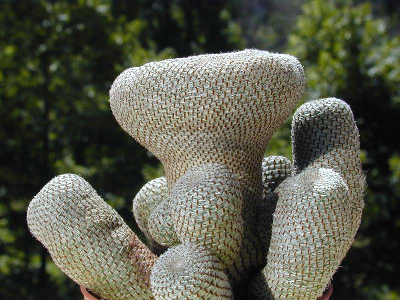 Rebutia heliosa