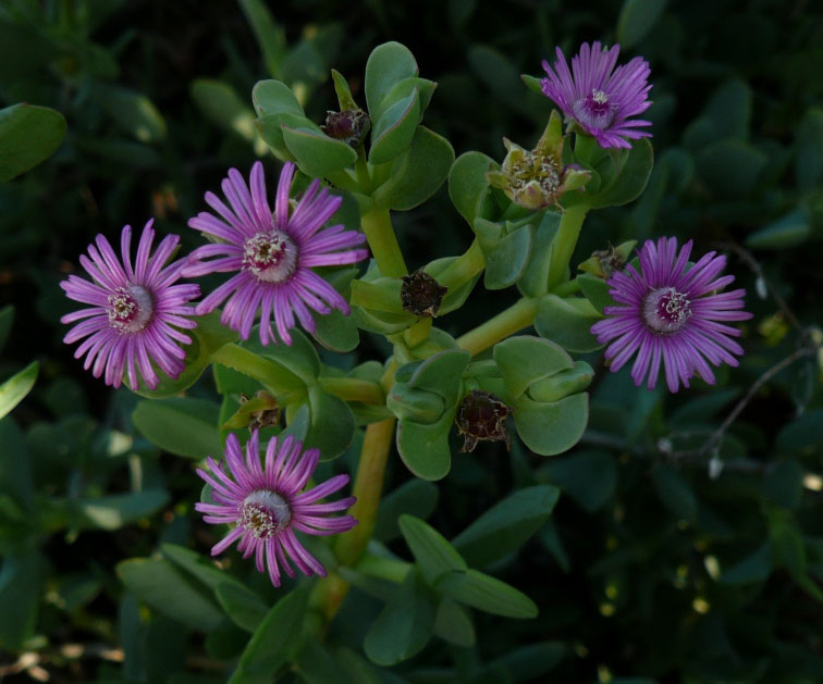 Ruschia maxima