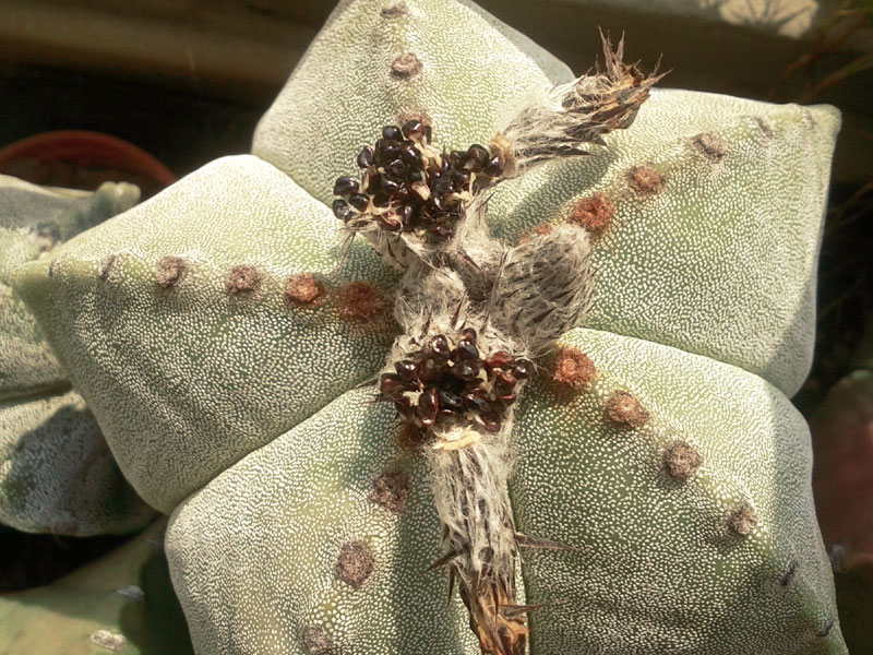 Astrophytum myriostigma