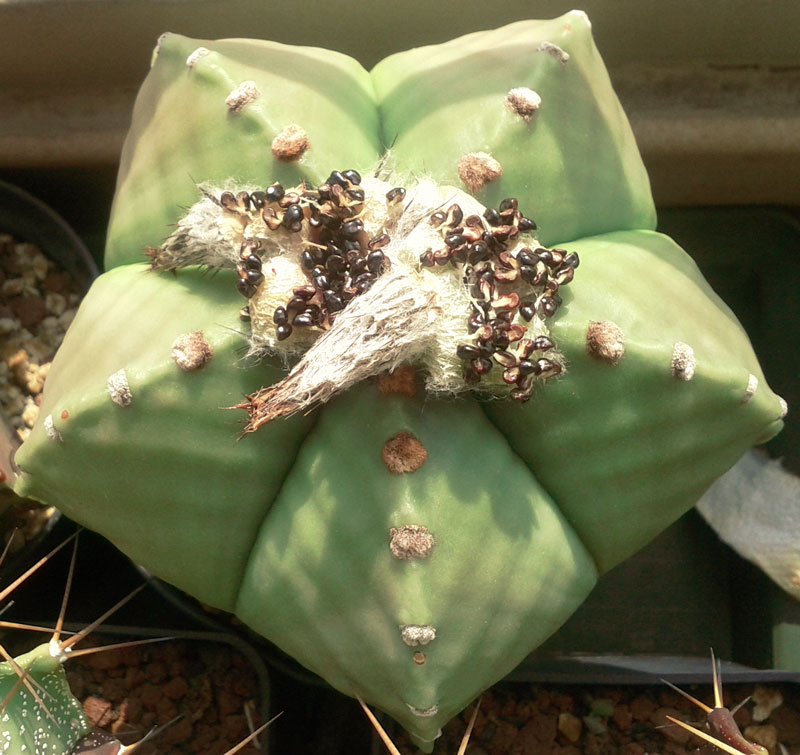Astrophytum nudum