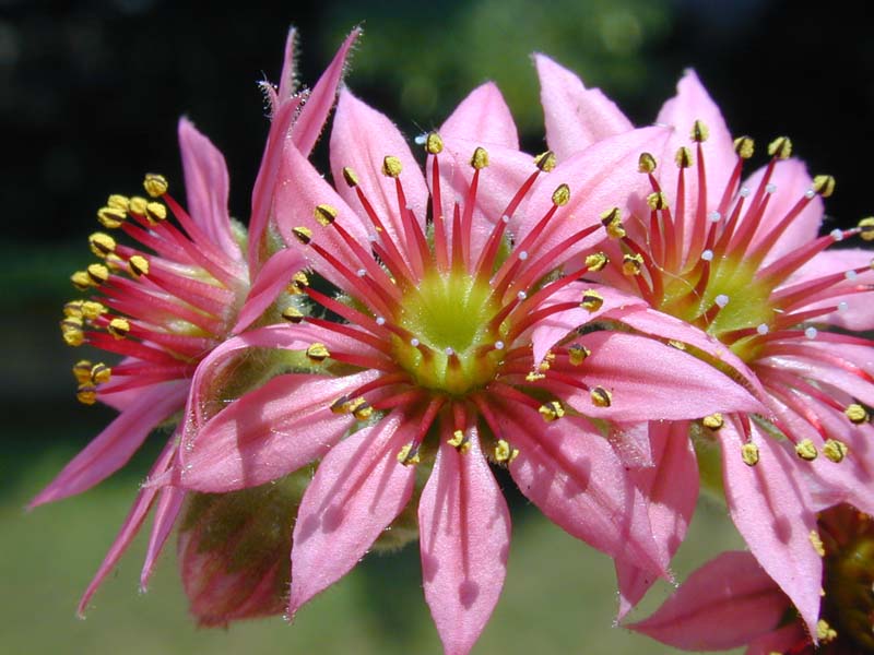 Sempervivum arachnoideum var. tomentosum