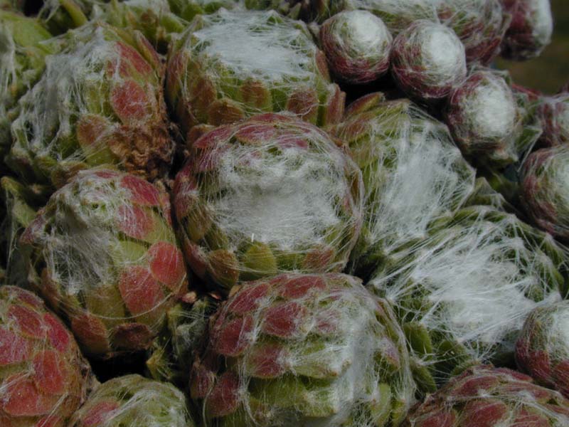 Sempervivum arachnoideum var. tomentosum