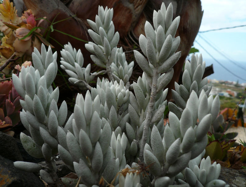 Senecio haworthii