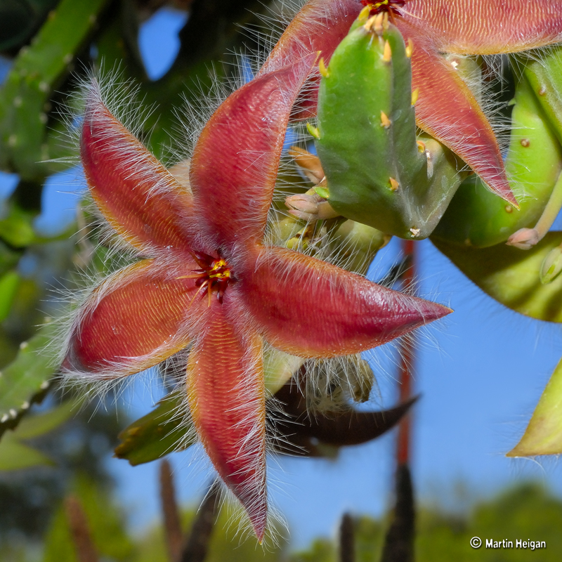 Stapelia hirsuta var. tsomoensis