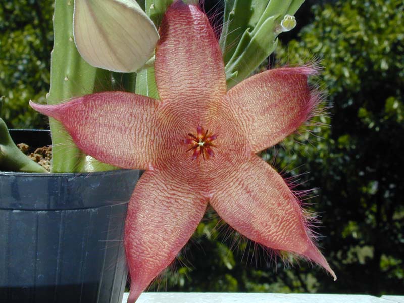 Stapelia lepida