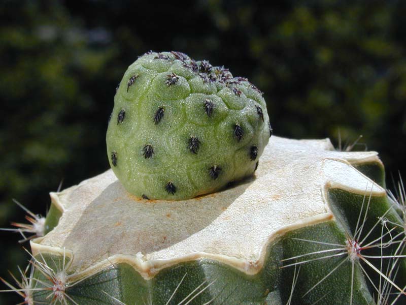 Sulcorebutia rauschii