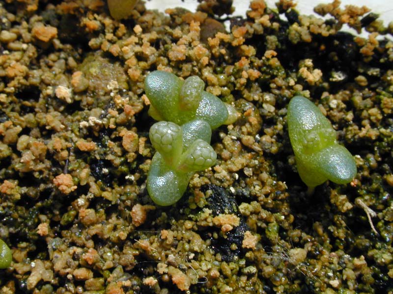 Titanopsis hugo-schlechteri