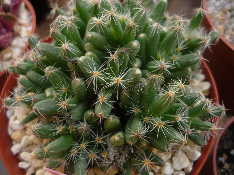 Trichodiadema densum