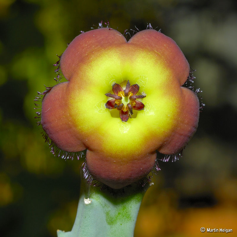 Tromotriche revoluta