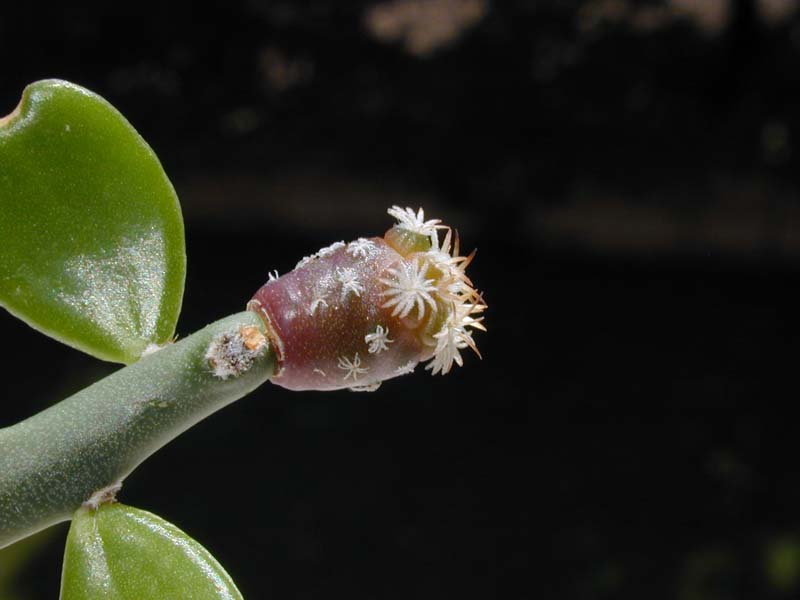 Turbinicarpus lophophoroides