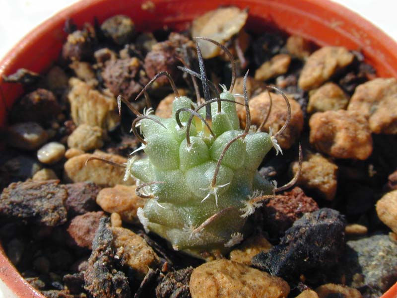 Turbinicarpus klinkerianus