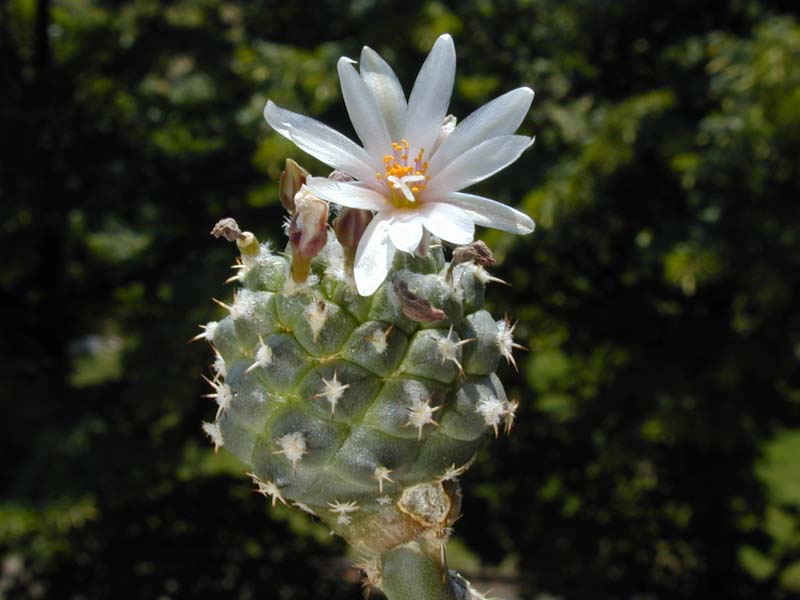 Turbinicarpus lophophoroides