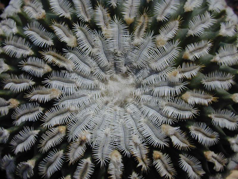 Turbinicarpus pseudopectinatus