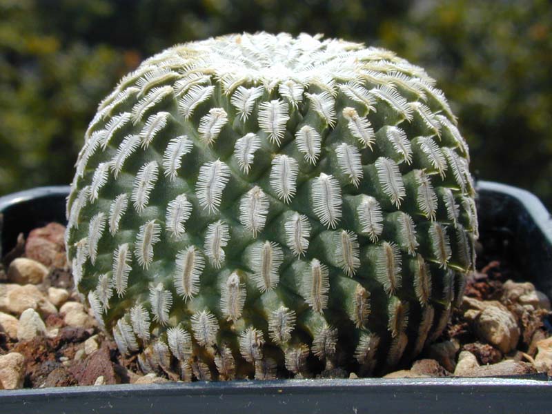 Turbinicarpus pseudopectinatus