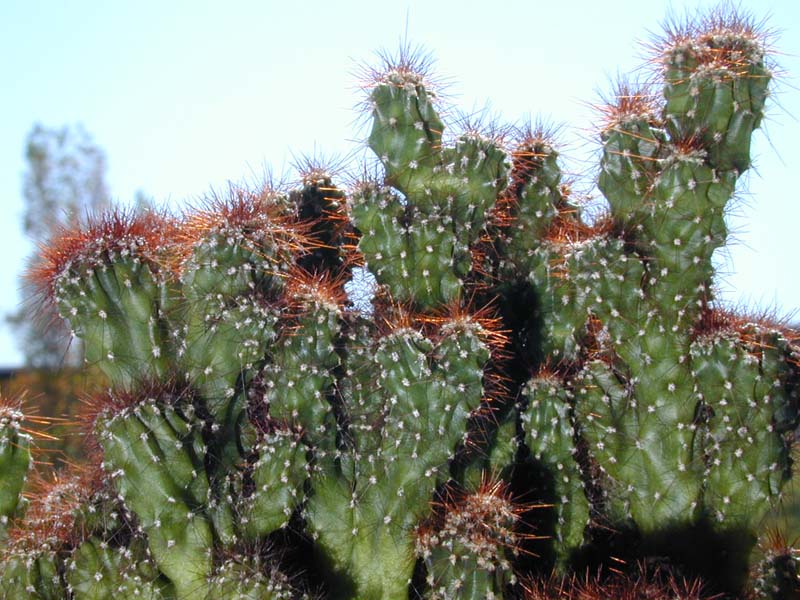 Cereus peruvianus