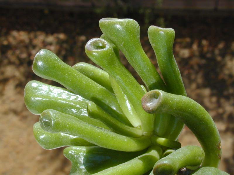 Crassula portulacea cv. Hobbit