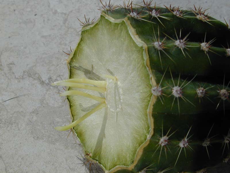 Echinopsis theresia