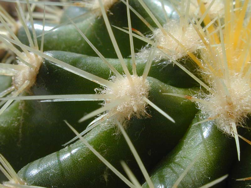 Echinocactus grusonii