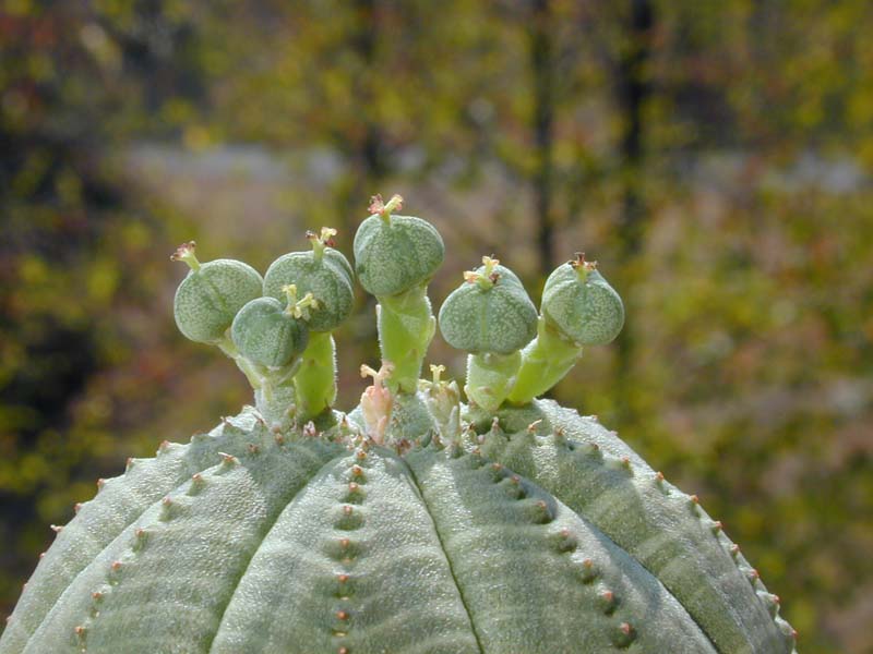 Euphorbia obesa